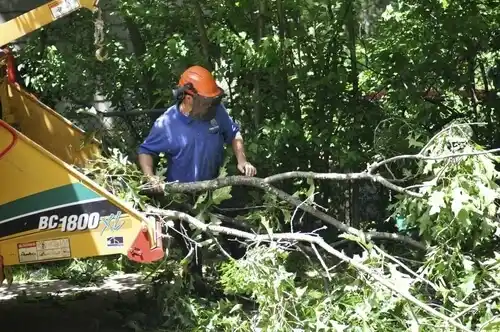 tree services Englewood Cliffs